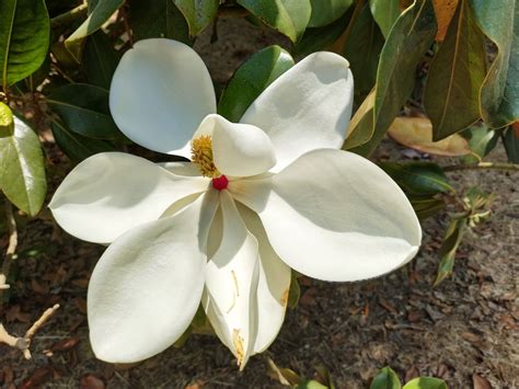 广玉兰英文|Magnolia grandiflora L., 广玉兰 (World flora)